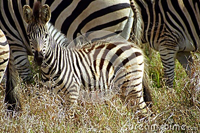 Chapman-zebra, Kruger National Park, South African Republic Stock Photo