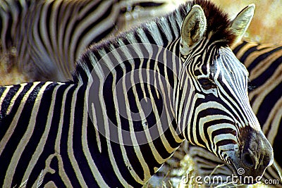 Chapman-zebra, Kruger National Park, South African Republic Stock Photo
