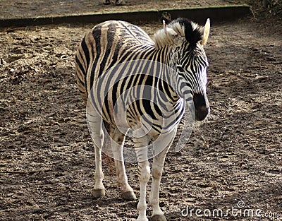 Chapman zebra Stock Photo
