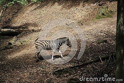 Chapman zebra Stock Photo