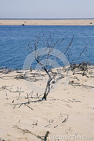 Chappaquiddick beach Stock Photo