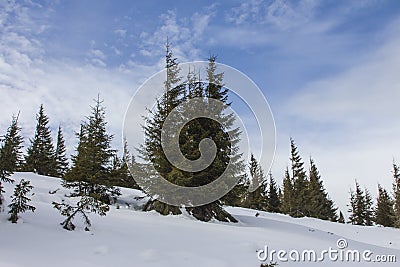 Chapped spruce on the way to the top of the highest mountain Mount Hoverla- Ukraine winter Stock Photo