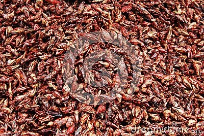 Chapulines enchilados, edible grasshoppers with chili Stock Photo