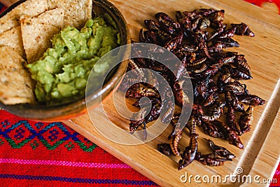 Chapulines, grasshoppers snack traditional Mexican cuisine from Oaxaca mexico Stock Photo