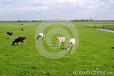 Characteristic Dutch polder landscape, meadows & cows,Netherlands Stock Photo