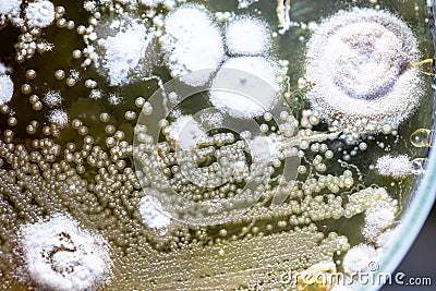 Characteristics and Different shaped Colony of Bacteria and Mold growing on agar plates from Soil samples for education. Stock Photo