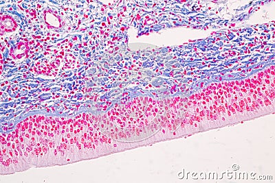 Characteristics Tissue of Olfactory epithelium Human under the microscope. Stock Photo