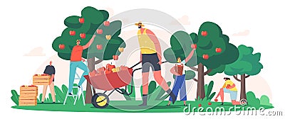 Characters Harvesting Apples in Garden or Orchard, Gardeners Collecting Fruit Crop, Ecological Healthy Farm Production Vector Illustration