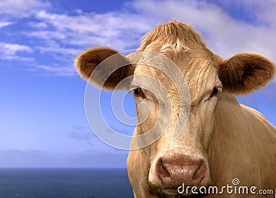 Charalay bullock at the sea Stock Photo