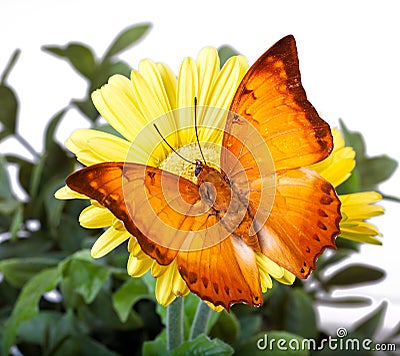 Charaxes distanti Butterfly Stock Photo