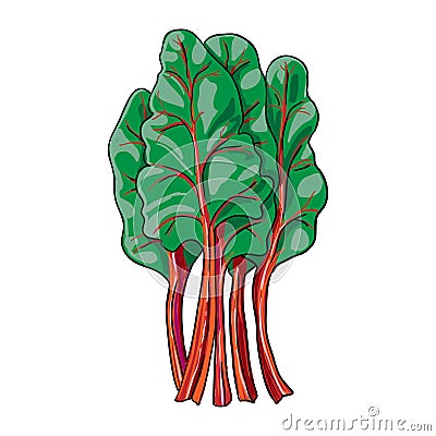 Chard - hand drawn vegetable isolated Stock Photo