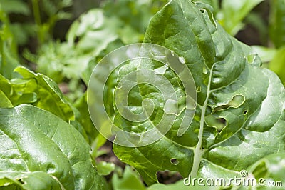 Chard leaves eaten by snails, slugs and caterpillars Stock Photo