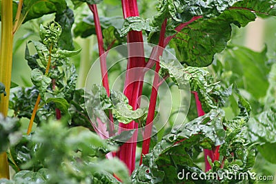 Chard: very coloured vegetables! Stock Photo