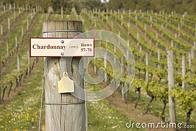 Chardonnay Stock Photo