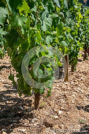 Chardonnay grape growing on Panoramic hilly Chablis Grand Cru appellation vineyards on limestone and marl soils, Burdundy, France Stock Photo