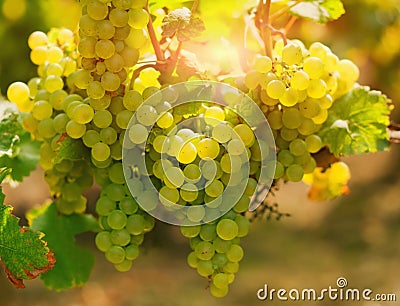 Chardonnay grape Stock Photo
