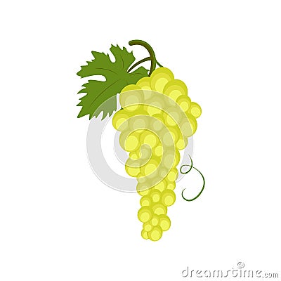 Chardonnay grape Vector Illustration