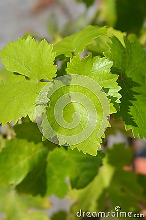 Chardonnay Grape Vine Stock Photo