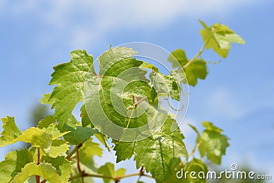 Chardonnay Grape Vine Stock Photo