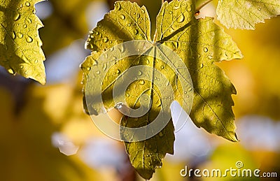 Chardonnay grapevine in autumn Stock Photo