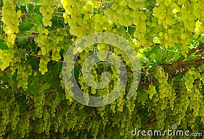 Chardonnay. harvesting grapes Stock Photo