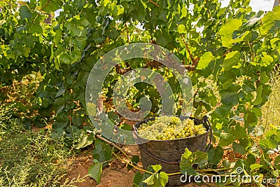 Chardonnay harvesting with wine grapes harvest Stock Photo