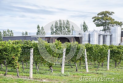 Chardonnay Vines and Fermenting Tanks in a Winery Stock Photo
