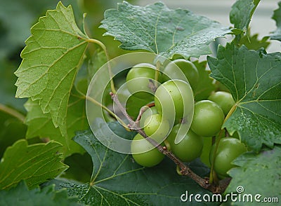Chardonnay Wine Grapes Stock Photo