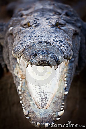 Charging crocodile jaws Stock Photo