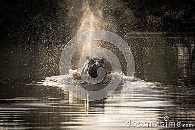 Charging Hippo Stock Photo