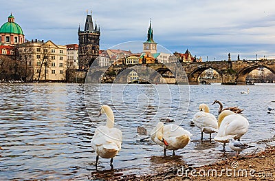 Charles bridge and swans on Vltava river in Prague Czech Republic Stock Photo