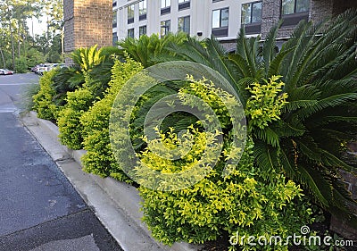 Charleston SC,August 7th:Hotel Garden by sunrise from Charleston in South Carolina Stock Photo