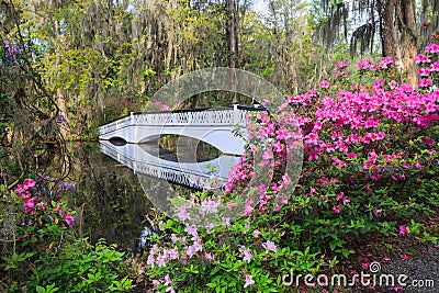 Charleston SC Ornamental Bridge Azaleas Stock Photo