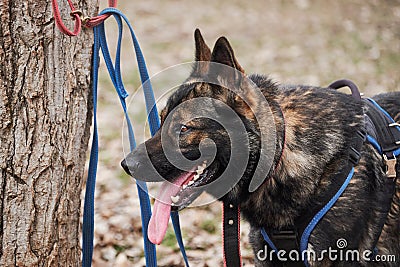 Charming adult male shepherd dog close up portrait. Service German Shepherd of zonal gray color in protection classes in harness Stock Photo