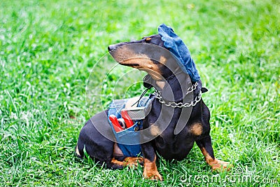 Charming black Dachshund dog denim clothing like a worker with pliers in the pocket. Stock Photo