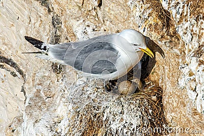 Black-legged Kittiwake - Rissa tridactyla on its nest. Stock Photo