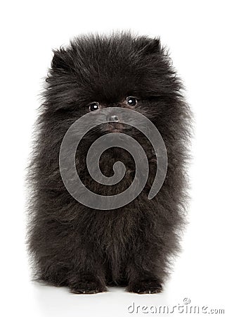 Charming Black tiny Spitz puppy Stock Photo