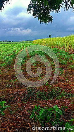 charming blue sky over rice fields Stock Photo