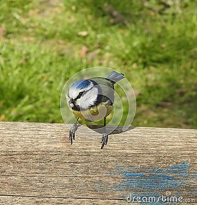 Charming blue tit is sitting on wooden fence. Stock Photo