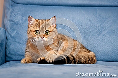 Charming British Golden kitten looking at the camera with big green eyes lying on a blue sofa Stock Photo