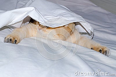A charming British kitten hunts from under a white sheet, a predator`s instinct for a pet. Stock Photo