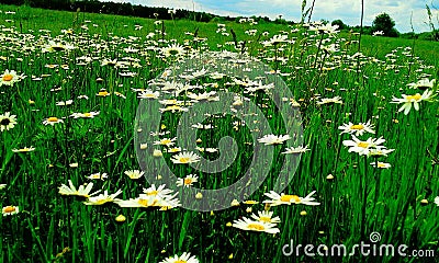 Charming Chamomile field Stock Photo