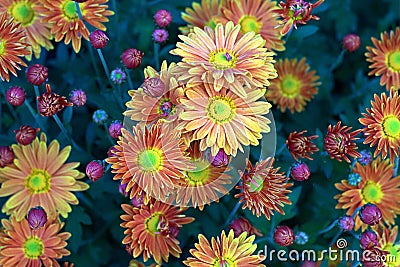 Charming colorful chrysanthemum multiflora Stock Photo