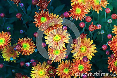 Charming colorful chrysanthemum multiflora Stock Photo