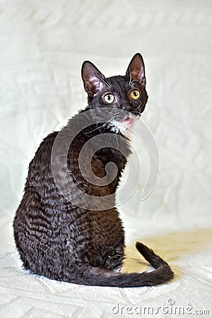 Charming curly-haired cat Ural Rex sits on the bed and looks at the camera with big green eyes Stock Photo