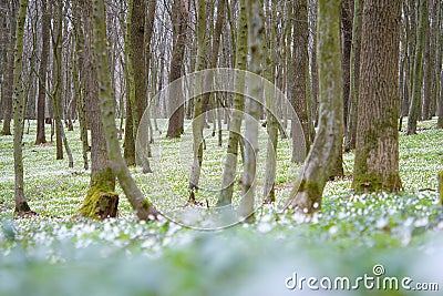 Charming forest Stock Photo