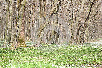 charming forest Stock Photo