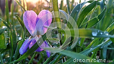 Charming forest violet with dew drops Stock Photo