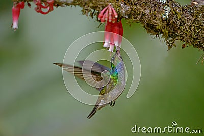 Charming Hummingbird in Costa Rica Stock Photo