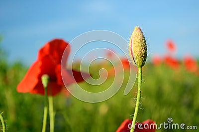 The charming landscape with poppies in sunny day against the sky Stock Photo